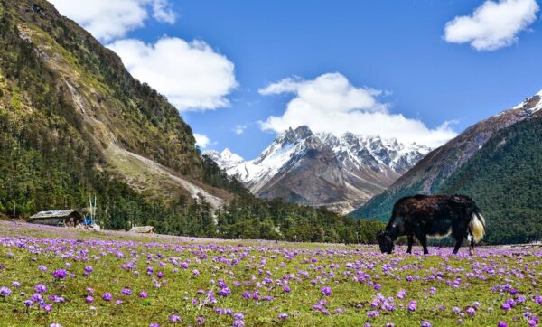 Gangtok - Lachen - Lachung [5Nts/6Dys] - Image 2
