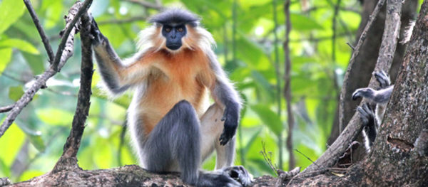 Assam and Arunachal Pradesh Tour 8Nts/9Dys
