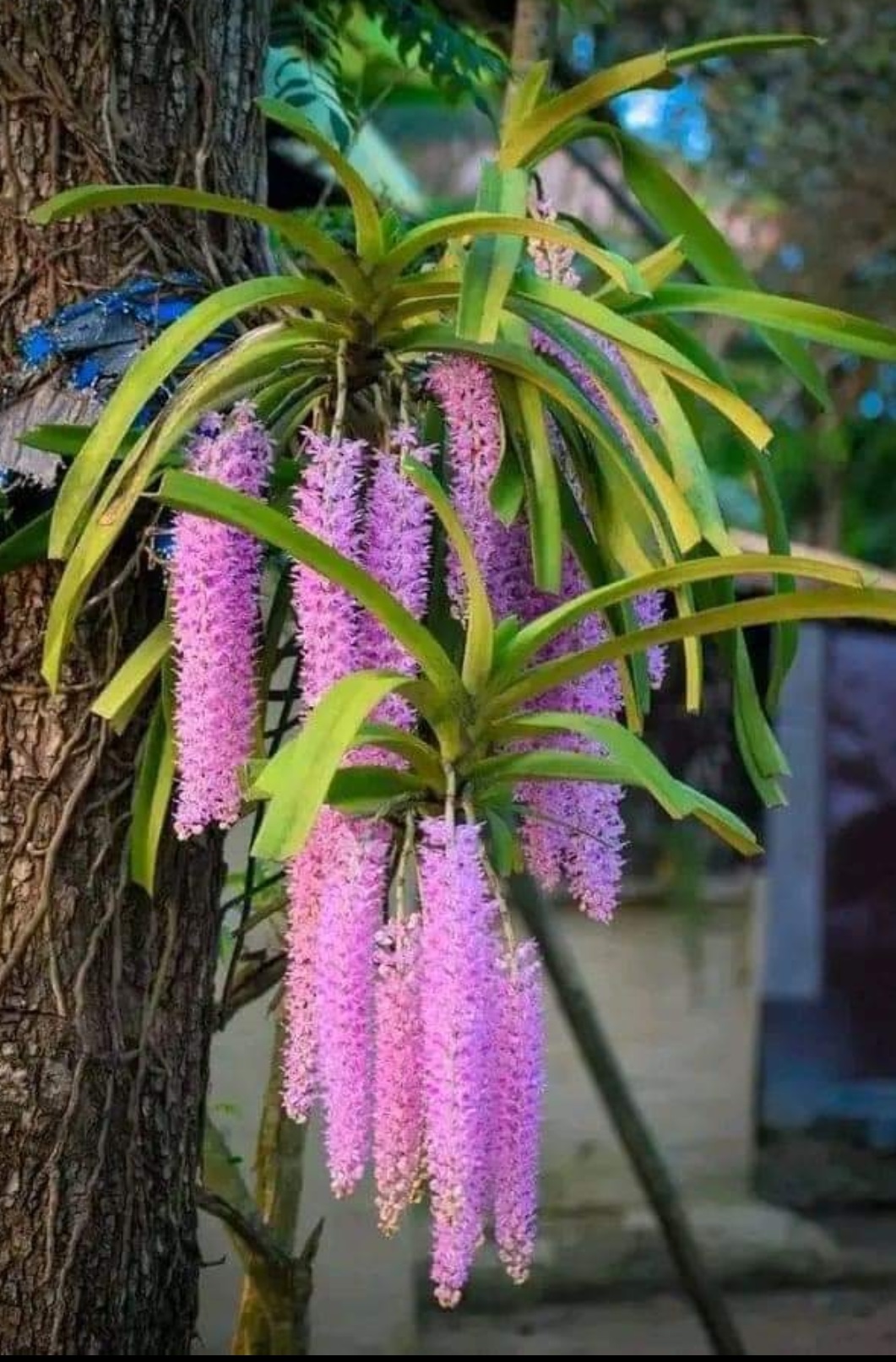 Orchid - Assam State Flower