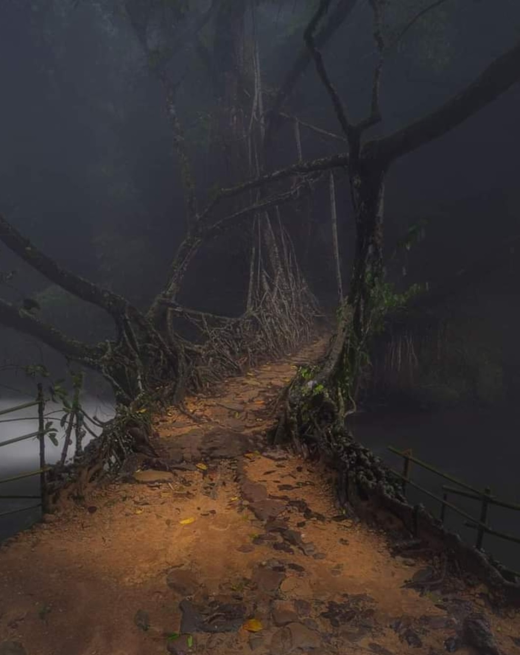 Root Bridge,Cherrapunjee,Meghalaya
